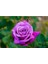 5 Adet Purple Rose, Rosa Setigera Tohumu 1