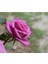 5 Adet Purple Rose, Rosa Setigera Tohumu 2