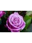 5 Adet Purple Rose, Rosa Setigera Tohumu 3