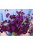 20 Adet Katz Purple Stock Tohumu 1