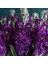 20 Adet Katz Purple Stock Tohumu 2