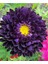 10 Adet Aster Valkyrija Purple Yellow Tohumu 1