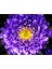10 Adet Aster Valkyrija Purple Yellow Tohumu 2