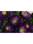 10 Adet Aster Valkyrija Purple Yellow Tohumu 3