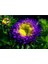 10 Adet Aster Valkyrija Purple Yellow Tohumu 4