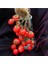 20 Adet Bountiful Domates Tohumu 1