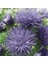 10 Adet Natural Aster Angora Tohumu 3