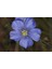 10 Adet Blue Flax (Prairie Flax / Lewis Blue Flax) Tohumu 2