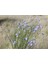 10 Adet Blue Flax (Prairie Flax / Lewis Blue Flax) Tohumu 3