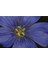 10 Adet Blue Flax (Prairie Flax / Lewis Blue Flax) Tohumu 4