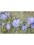 10 Adet Blue Flax (Prairie Flax / Lewis Blue Flax) Tohumu 5