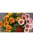 10 Adet White Gazania Tohumu 2