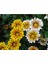 10 Adet White Gazania Tohumu 3