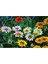 10 Adet White Gazania Tohumu 4