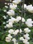 10 Adet White Wild Indigo Tohumu 1