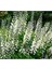 10 Adet White Wild Indigo Tohumu 3