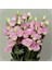 5 Adet Papillon Pink Blush Lisianthus Tohumu 1