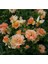 5 Adet Orange Rose Gül Tohumu 1
