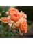 5 Adet Orange Rose Gül Tohumu 2