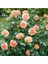 5 Adet Orange Rose Gül Tohumu 3