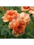 5 Adet Orange Rose Gül Tohumu 4