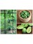 10 Adet Cucamelon Vine Tohumu 1
