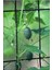 10 Adet Cucamelon Vine Tohumu 4