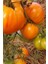 Hybrite Turuncu Domates Tohumu / 5+ Adet Tohum 1