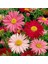 20 Adet Mixed Colors Robınsons Paınted Daısy Tohumu 1