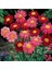 20 Adet Mixed Colors Robınsons Paınted Daısy Tohumu 2