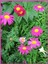 20 Adet Mixed Colors Robınsons Paınted Daısy Tohumu 3