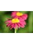 20 Adet Mixed Colors Robınsons Paınted Daısy Tohumu 4