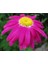 20 Adet Mixed Colors Robınsons Paınted Daısy Tohumu 5