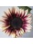 10 Adet Procut Plum Sunflower Tohumu 1