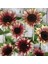 10 Adet Procut Plum Sunflower Tohumu 2