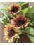 10 Adet Procut Plum Sunflower Tohumu 3