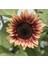 10 Adet Procut Plum Sunflower Tohumu 4