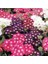 20 Adet Mıxed Colors Verbena Tohumu 1
