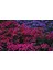20 Adet Mıxed Colors Verbena Tohumu 3