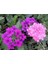 20 Adet Mıxed Colors Verbena Tohumu 4
