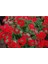 20 Adet Mıxed Colors Verbena Tohumu 5