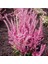 10 Adet Statice Seeds - Pink Limonium Tohumu 2