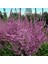 10 Adet Statice Seeds - Pink Limonium Tohumu 4