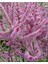 10 Adet Statice Seeds - Pink Limonium Tohumu 5