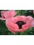 5 Adet Princess Victoria Louise Orıental Poppy Tohumu 5