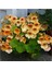 5 Adet Tropaeolum Peach Melba Nasturtium Tohumu 1