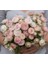 10 Adet Unique Strawflower Tohumu 2