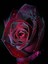 5 Adet Red And Black Rose Gül Tohumu 1