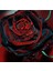 5 Adet Red And Black Rose Gül Tohumu 3