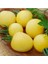 20 Adet Garden Peach Domates Tohumu 1
